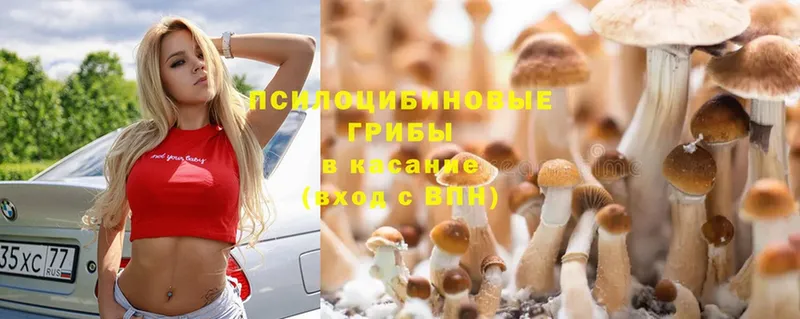 Галлюциногенные грибы Psilocybe Белореченск